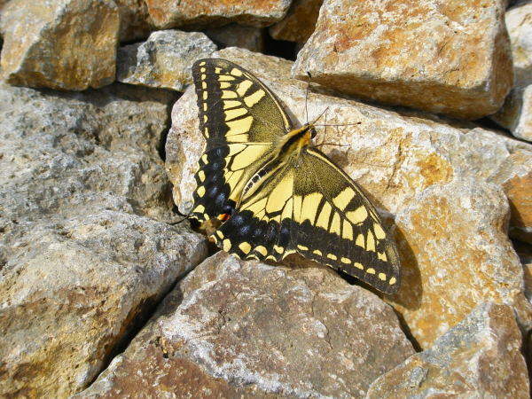 キアゲハ蝶富士見岳