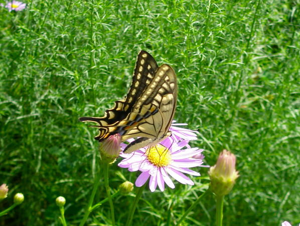 キアゲハ蝶田沢湖