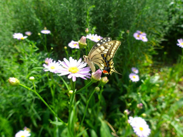 キアゲハ蝶田沢湖