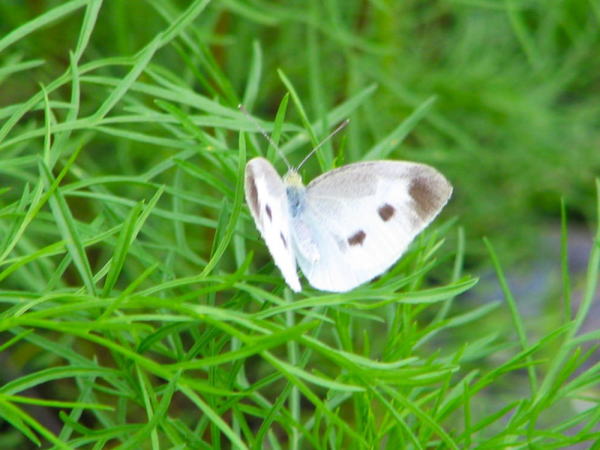 モンシロチョウ