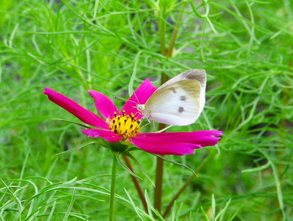 モンシロチョウ