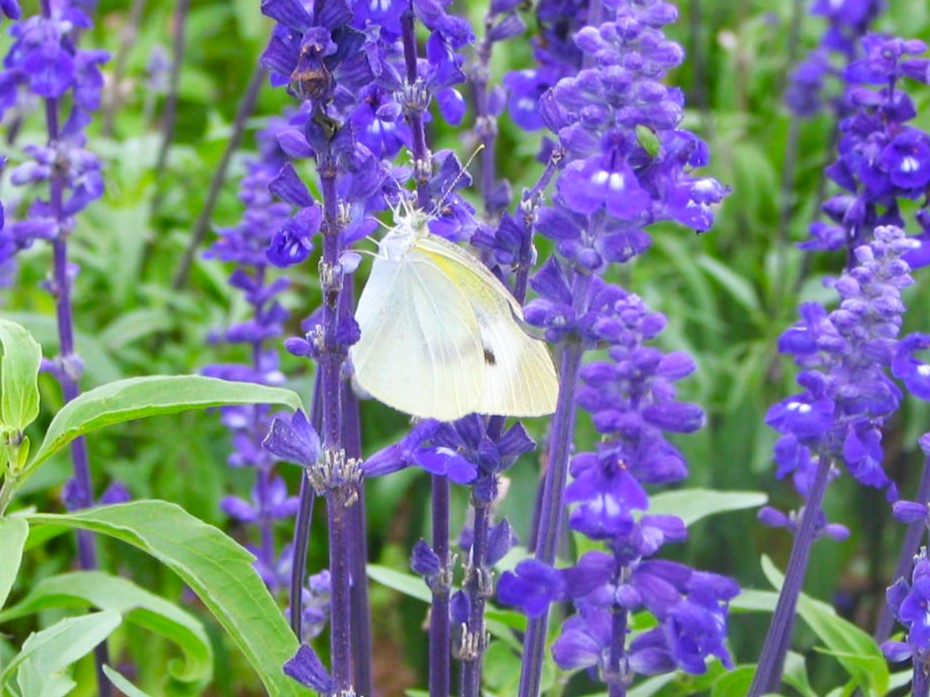 モンシロチョウ
