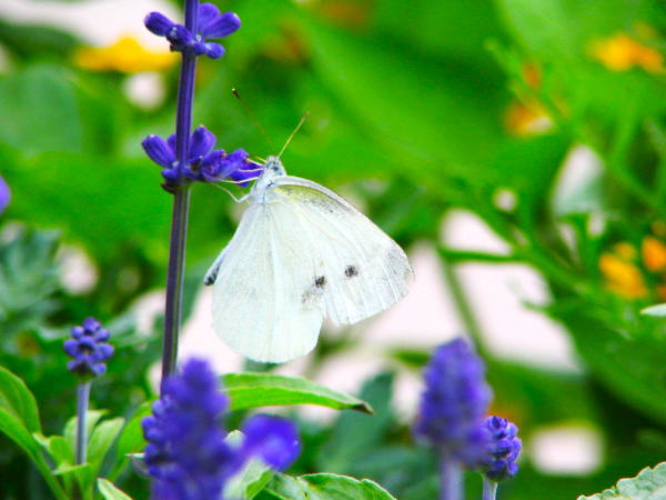 モンシロチョウ