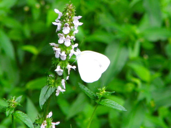 モンシロチョウ