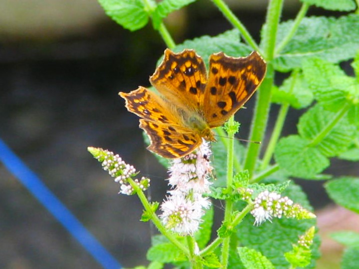 キタテハ蝶安曇野