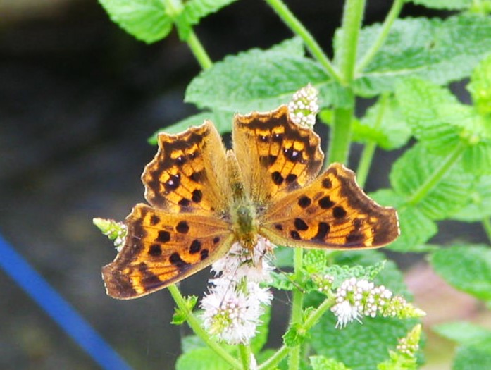 キタテハ蝶マルバハッカ