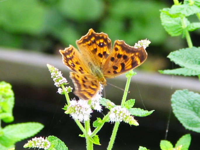 キタテハ蝶マルバハッカ