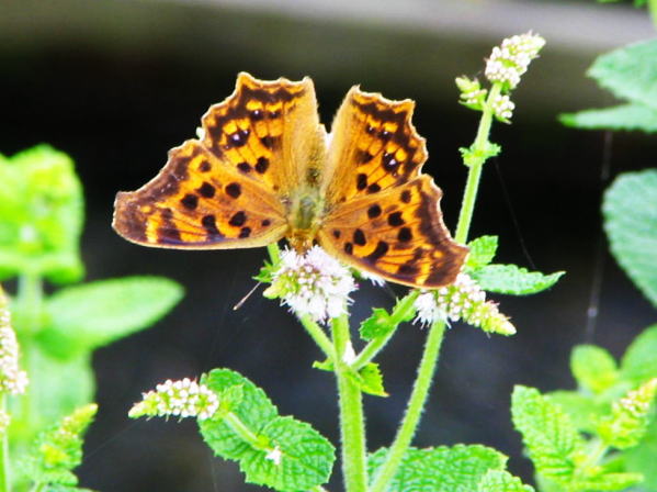 キタテハ蝶安曇野