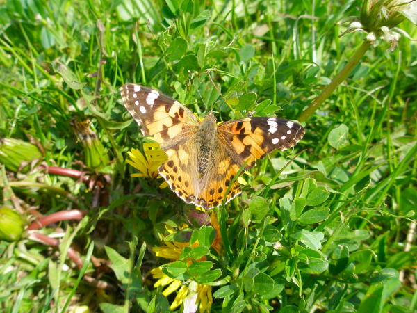 ヒメアカタテハ