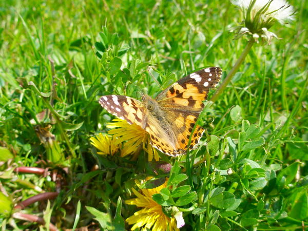 ヒメアカタテハ