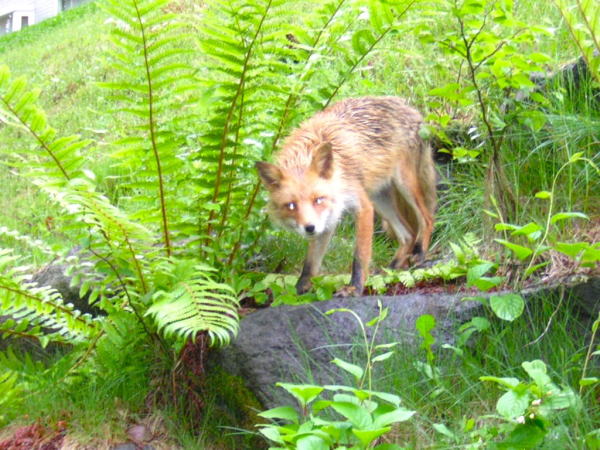 キタキツネ大沼国定公園