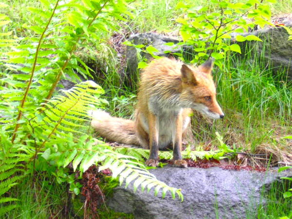 キタキツネ大沼国定公園