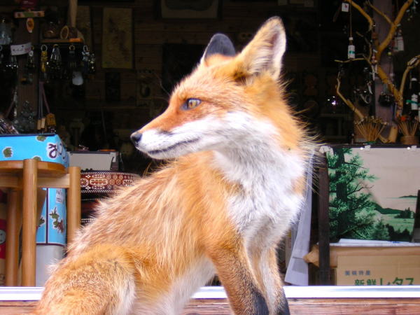 キタキツネ屈斜路湖