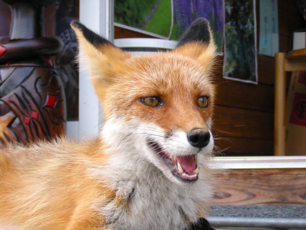 キタキツネ屈斜路湖