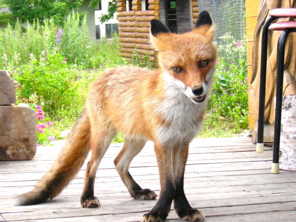 キタキツネ屈斜路湖