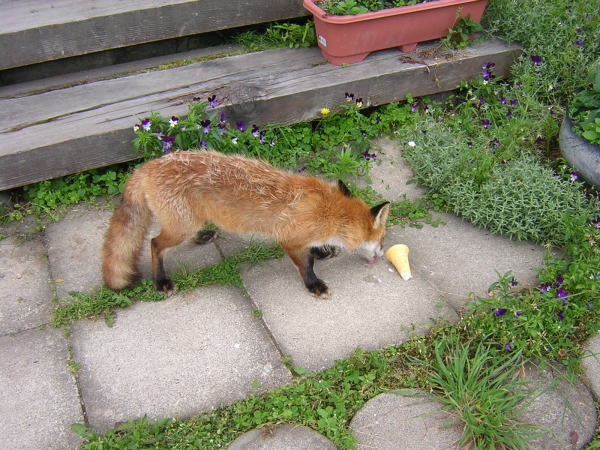 キタキツネ屈斜路湖